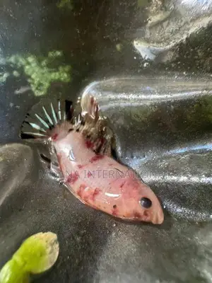 Betta Fish