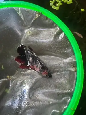 Betta Fish