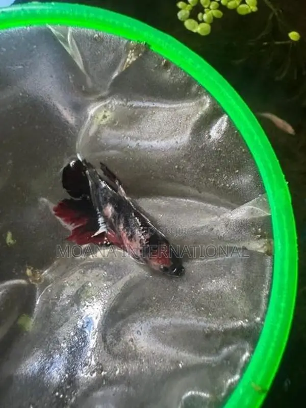 Betta Fish