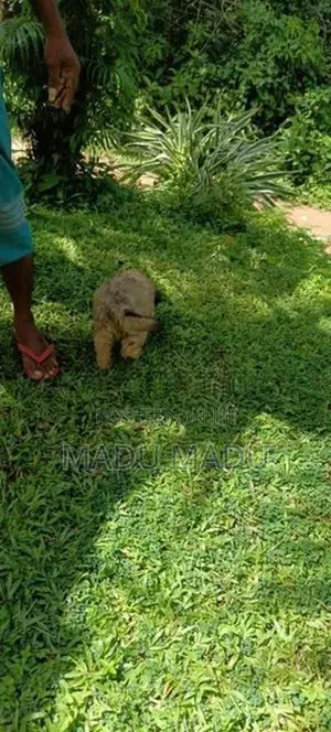 ලයන් ශපර්ඩ් වර්ගයෙ ඉතා හොදින් හැදුන ලොම ක්‍රේරෙල් වරගයෙ බල්ලන්