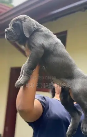 Cane Corso Puppy