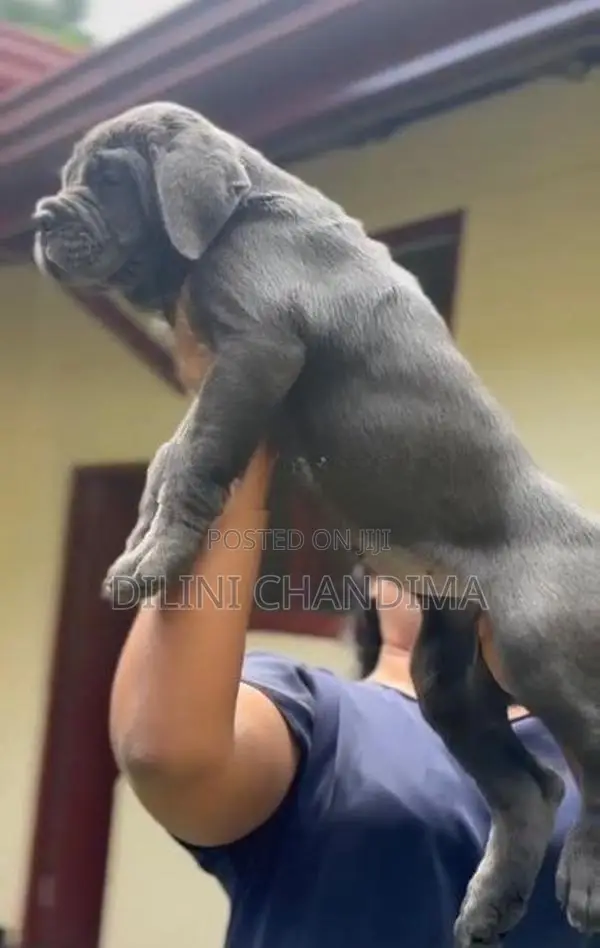 Cane Corso Puppy