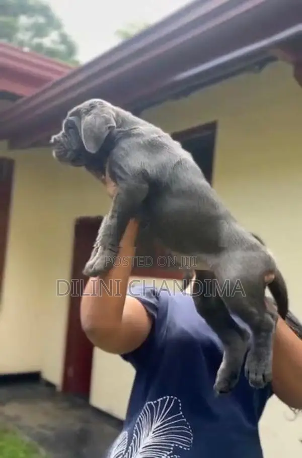 Cane Corso Puppy