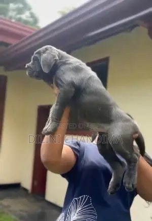 Cane Corso Puppy