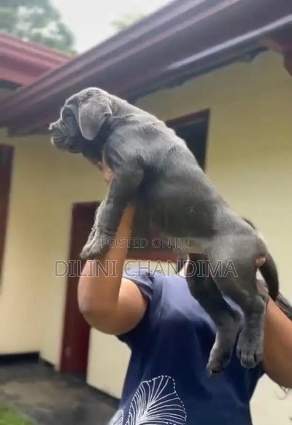 Cane Corso Puppy