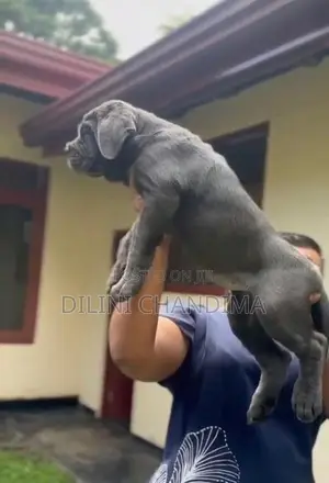 Cane Corso Puppy