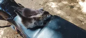 Persian Cat