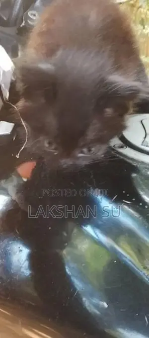 Persian Cat