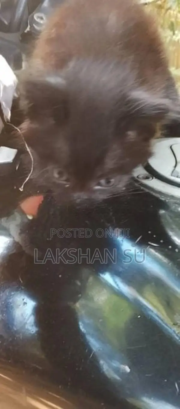 Persian Cat