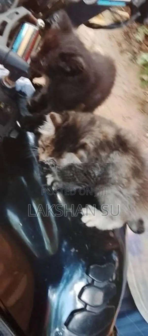Persian Cat
