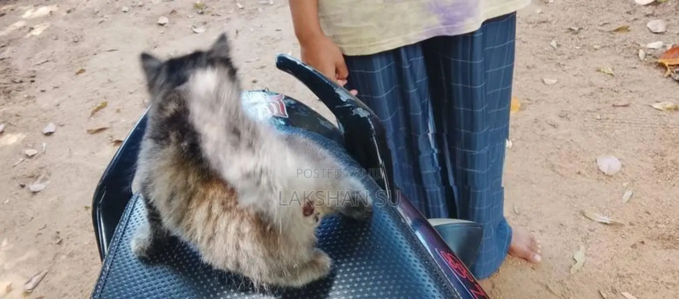 Persian Cat