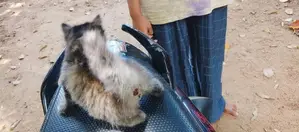 Persian Cat