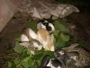 Rabbit Berukatiya