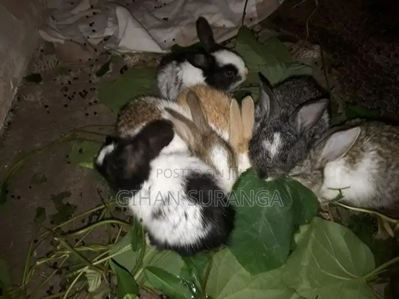 Rabbit Berukatiya