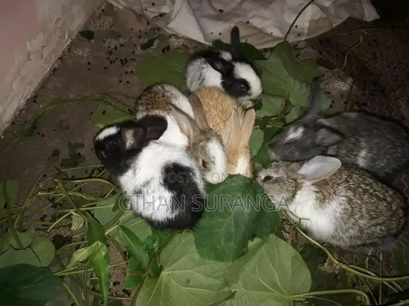Rabbit Berukatiya