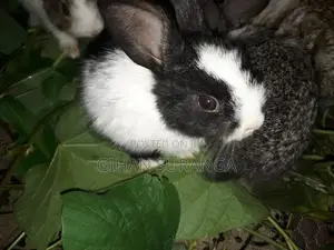 Rabbit Berukatiya