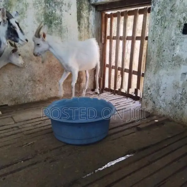 ඉක්මනින් විකිනීමට