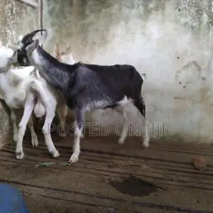 ඉක්මනින් විකිනීමට