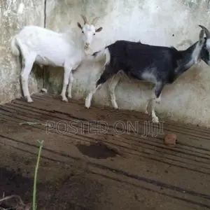 ඉක්මනින් විකිනීමට