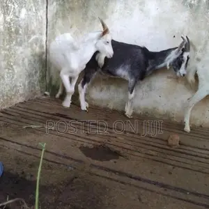 ඉක්මනින් විකිනීමට