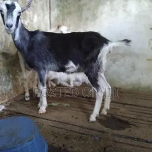 ඉක්මනින් විකිනීමට