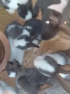 Baby Rabbits