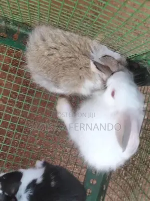 Baby Rabbits
