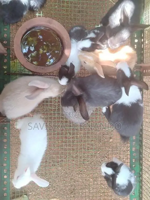 Baby Rabbits