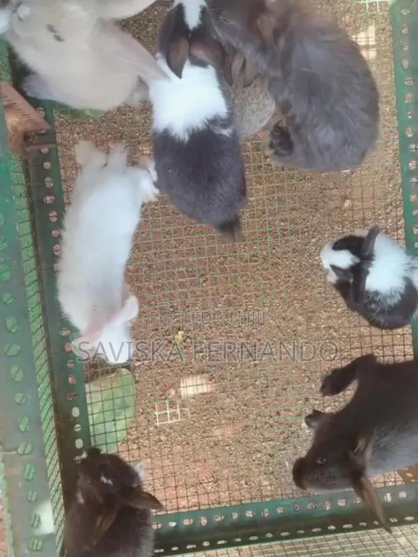 Baby Rabbits