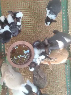 Baby Rabbits