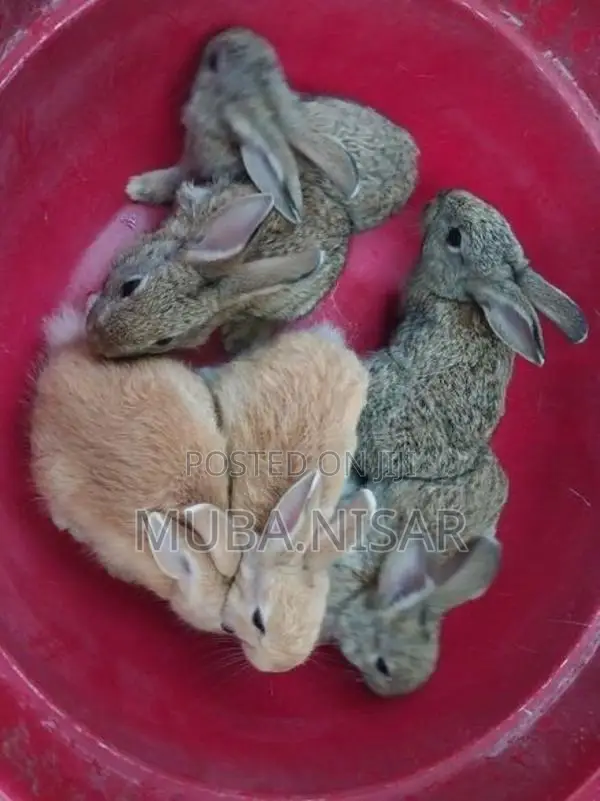 Rabbits