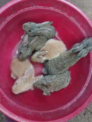 Rabbits