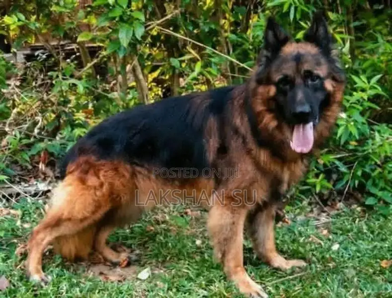 German Shepherd Crossing