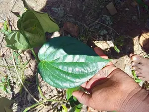බුලත්