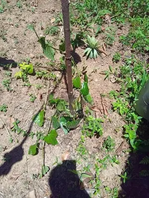 බුලත්