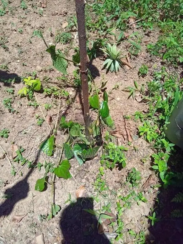 බුලත්