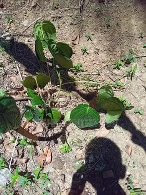 බුලත්