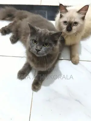 Persian Kitten
