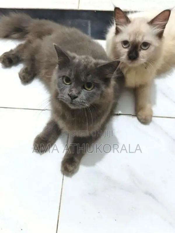 Persian Kitten