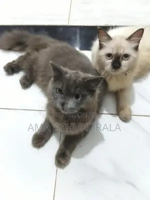 Persian Kitten