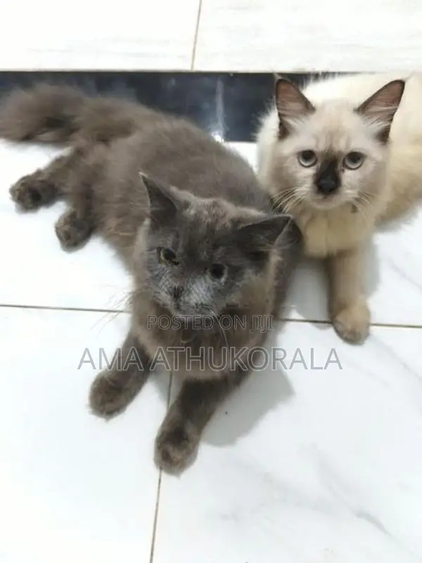 Persian Kitten