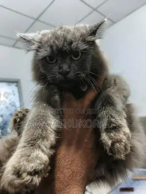 Persian Kitten
