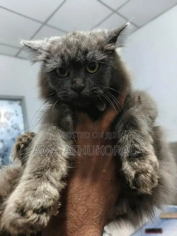 Persian Kitten