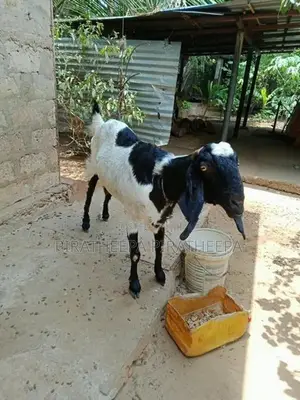 யமுனாப்பாரி ஆடு