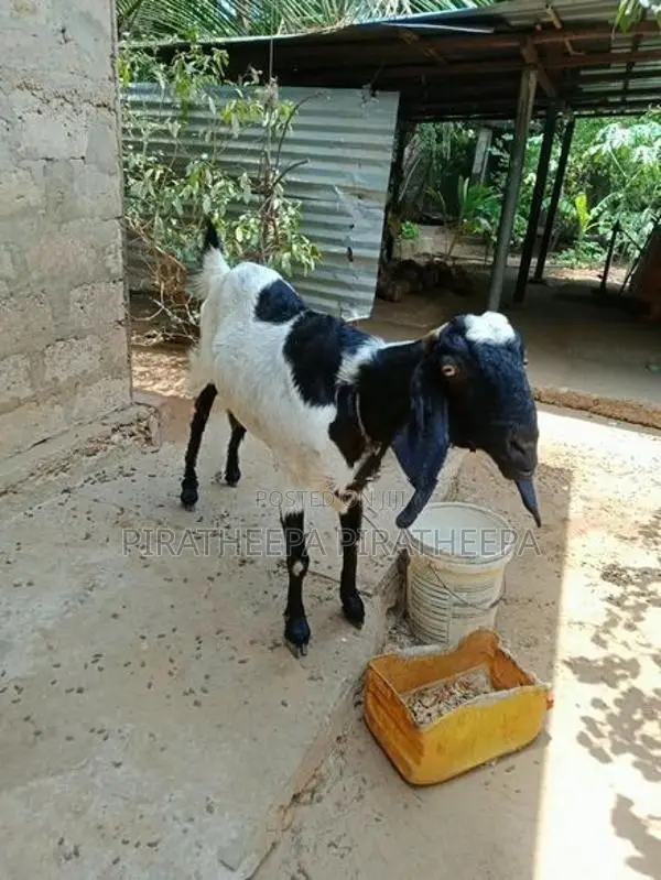 யமுனாப்பாரி ஆடு