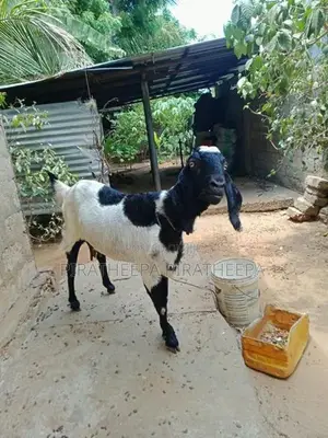 யமுனாப்பாரி ஆடு