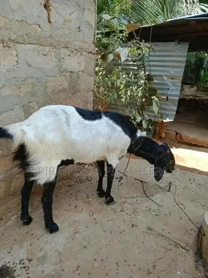 யமுனாப்பாரி ஆடு