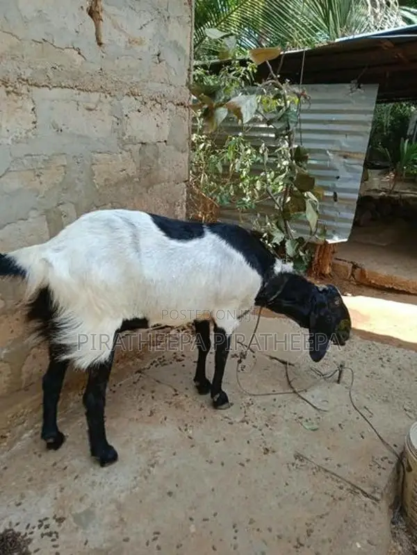 யமுனாப்பாரி ஆடு