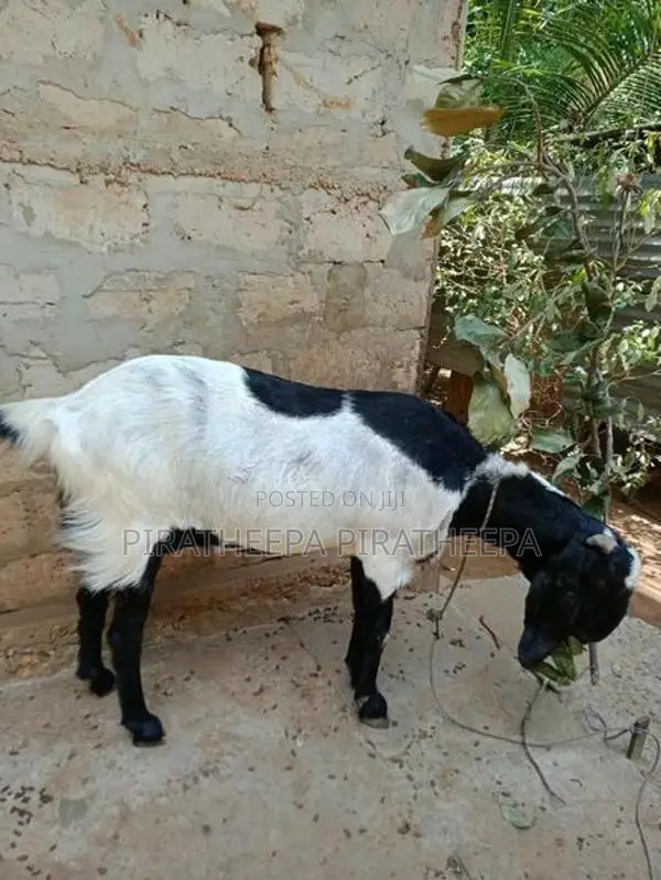 யமுனாப்பாரி ஆடு