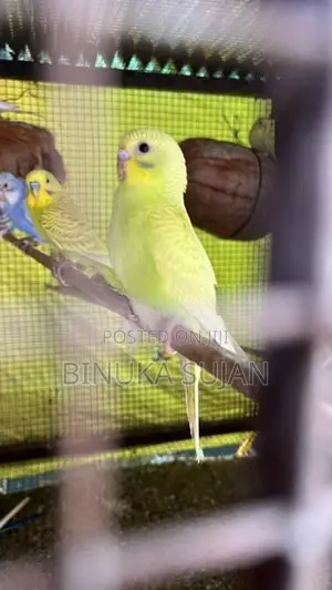 Love Birds